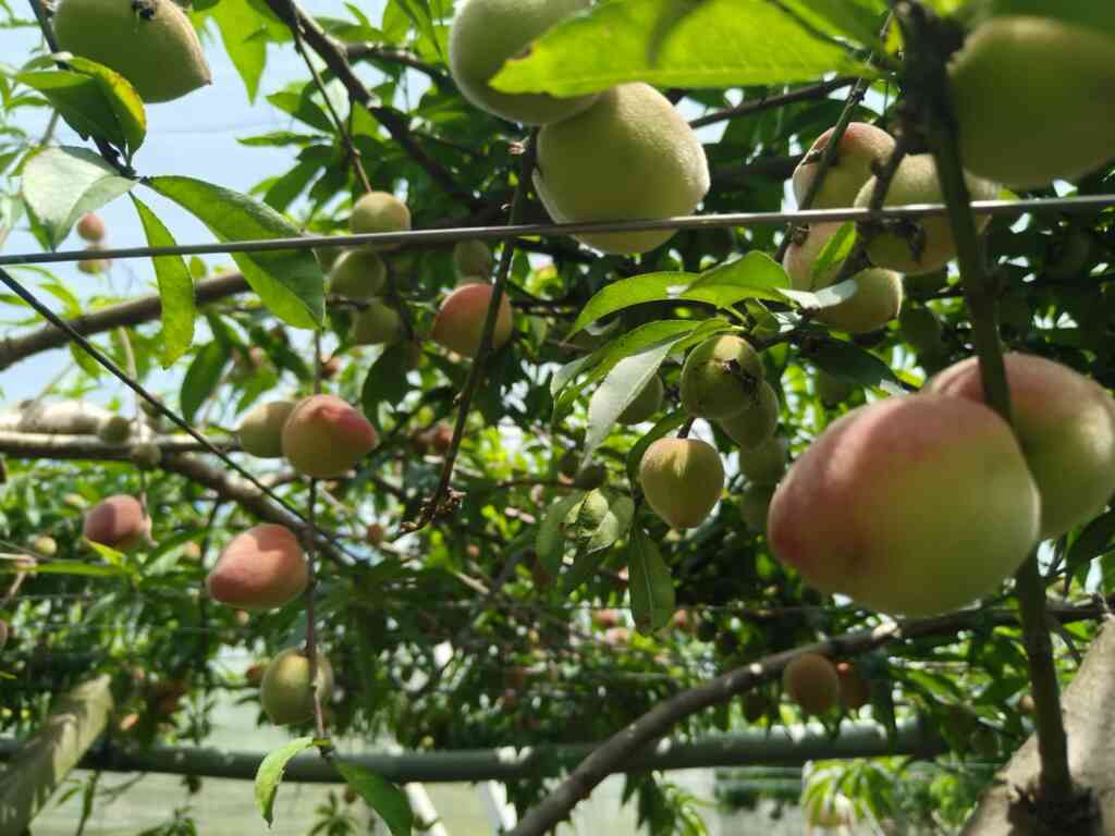 ▲醇香沅咖啡農場有機種植紅玉甜桃,採奈米科技無毒肥料施作,果實甜而多汁。(記者林明佑翻攝)