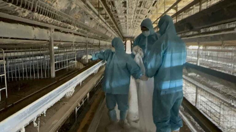 ▲二林鎮1蛋雞場20日確診感染新型H5N1亞型高病原性禽流感病毒，動防所防疫人員於22日完成該蛋雞場撲殺清場及消毒工作，計撲殺1萬9,788隻蛋雞。（彰化縣動物防疫所提供）