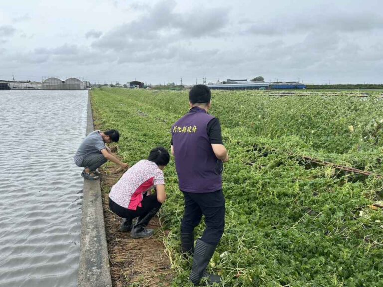 ▲凱米颱風彰化縣農損逾3億元，彰化縣長王惠美呼籲農民儘快拍照並向各鄉鎮市公所通報災損狀況，並將全力向中央爭取全品項現金救助，以減輕農民的損失。 （彰化縣政府提供）