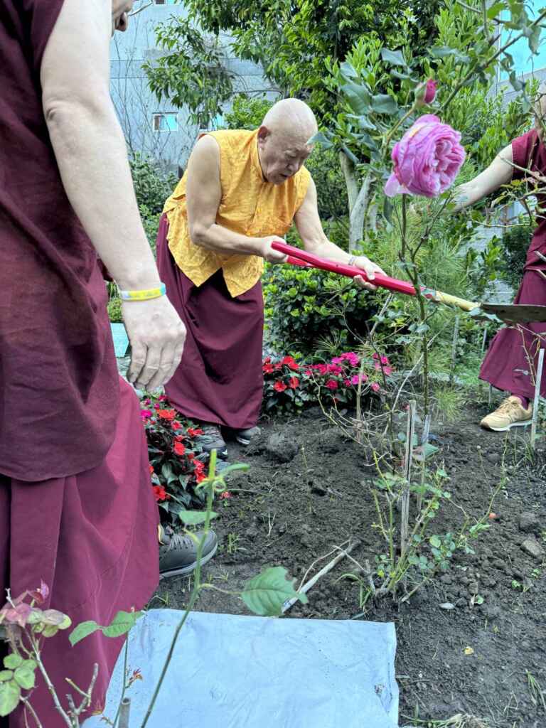 ▲藏傳佛教直貢澈贊法王受邀在台中市谷關千年神木倒塌原處新種下珍貴台灣原生種五葉松。（記者林明佑翻攝）