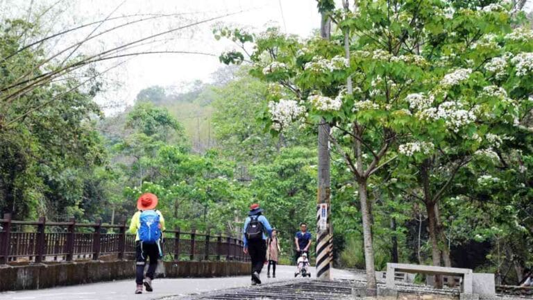 ▲一年一度的油桐花在八卦山脈綻放，歡迎全國民眾來彰化旅遊並欣賞桐花白雪紛飛的景致。（彰化縣政府提供）